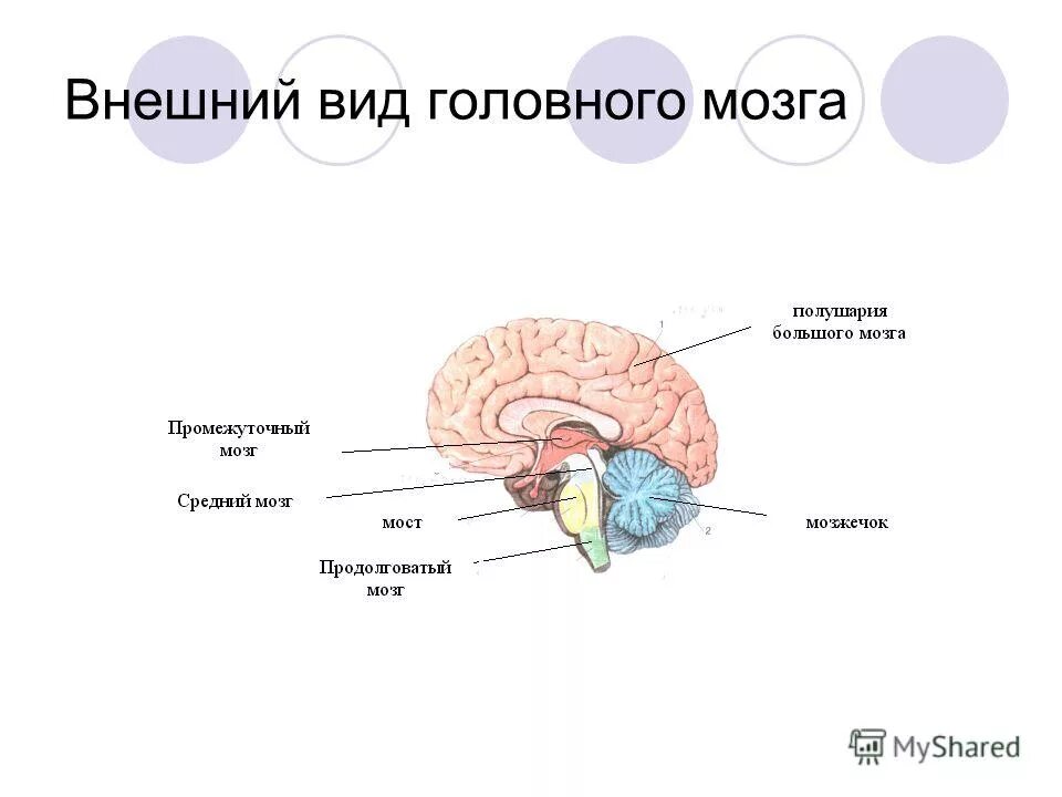 Строение полушарий головного мозга. Строение головного мозга спереди. Строение головного мозга спереди. Отделы головного мозга схема. Головной мозг структура строение.