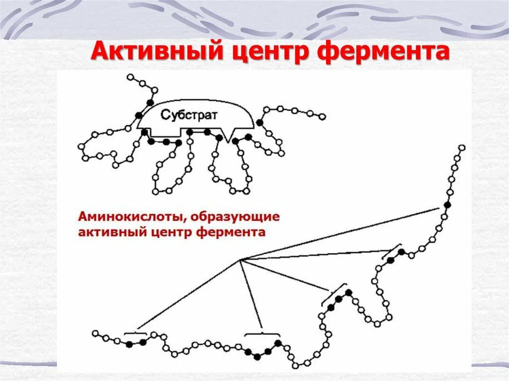 Активная группа фермента