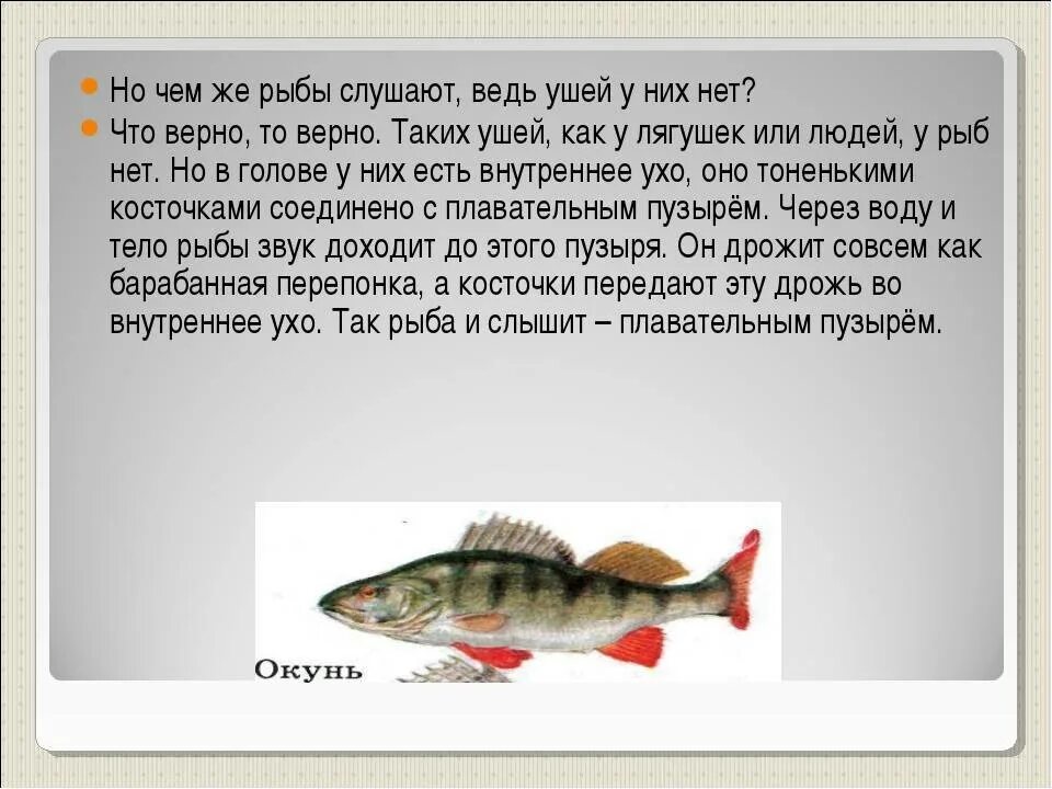 Слух у рыб. Орган слуха у рыб. Как слышат рыбы. Где у рыбы уши. Органы слуха у рыб находятся