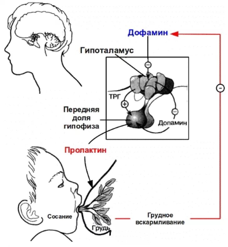 Пролактин молоко. Пролактин. Пролактин и гипофиз взаимосвязь. Пролактин гормон гипофиза. Пролактин схема.
