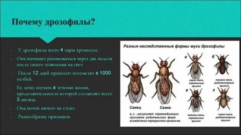 Почему мушки