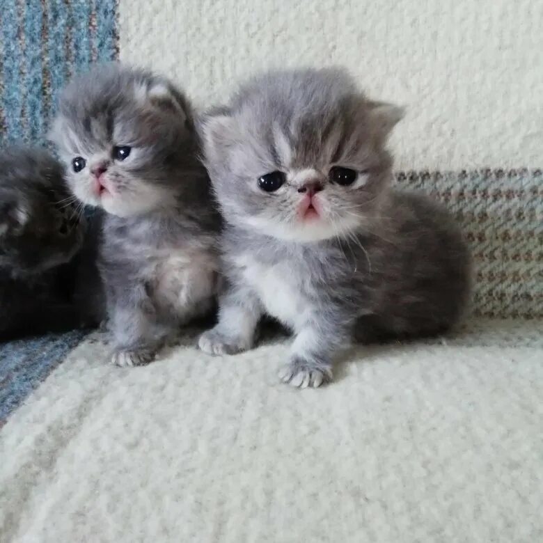 Купить котенка в смоленске. Котята персы. Персидский котенок 2 недели. Персидские котята 1-2 недели. Покажи игрушки близняшки персидские котята мягкие.