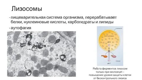 В лизосомах в отличие от лизосом происходит