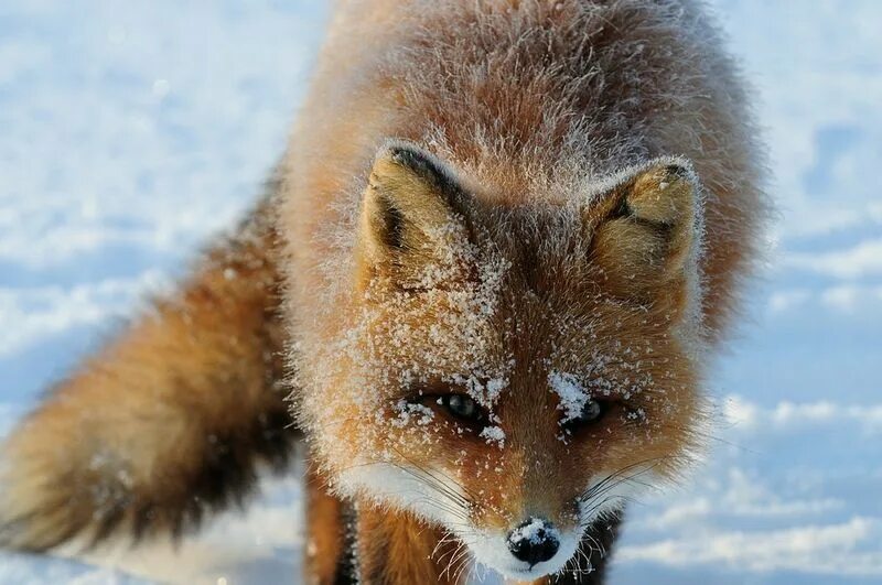 Foxes amazing. Лиса Шпиленок. Байкальский заповедник лисица. Лиса на Байкале. Лиса в тайге.