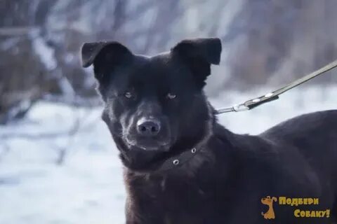 Собаку липецк