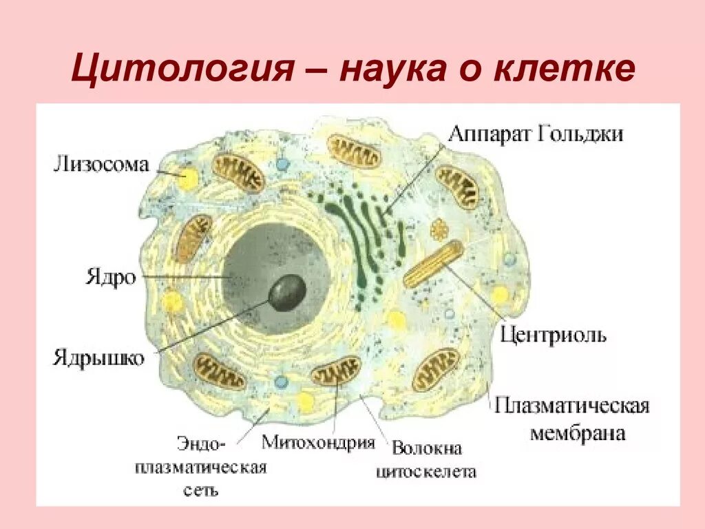 Цитология клетка строение рисунок. Основы цитологии строение клетки. Строение эукариотической клетки цитология. Строение клетки 5 класс цитология. Науки биологии цитология