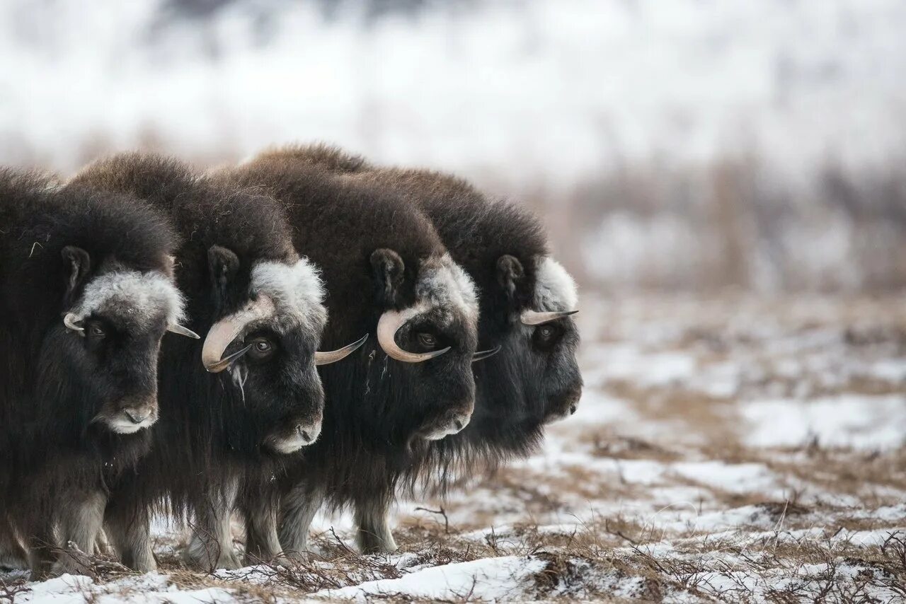 Овцебык в тундре. Овцебык Гренландия. Овцебык в Арктике. Овцебык в Северной Америке. Виды овцебыков