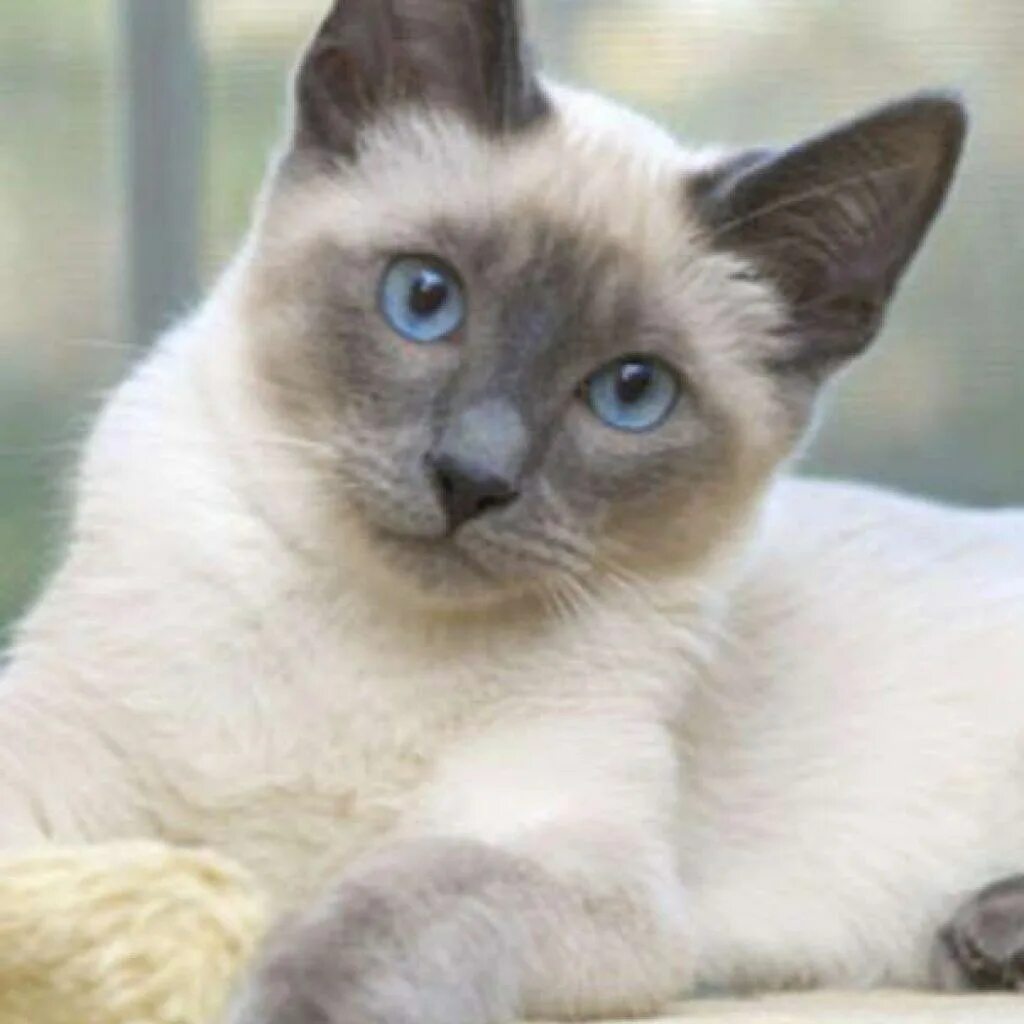 Породы сиамского окраса. Тайская кошка Блю Пойнт. Сиамская кошка Блю-Пойнт. Тайский Сноу Шу. Сноу Шу Блю поинт.