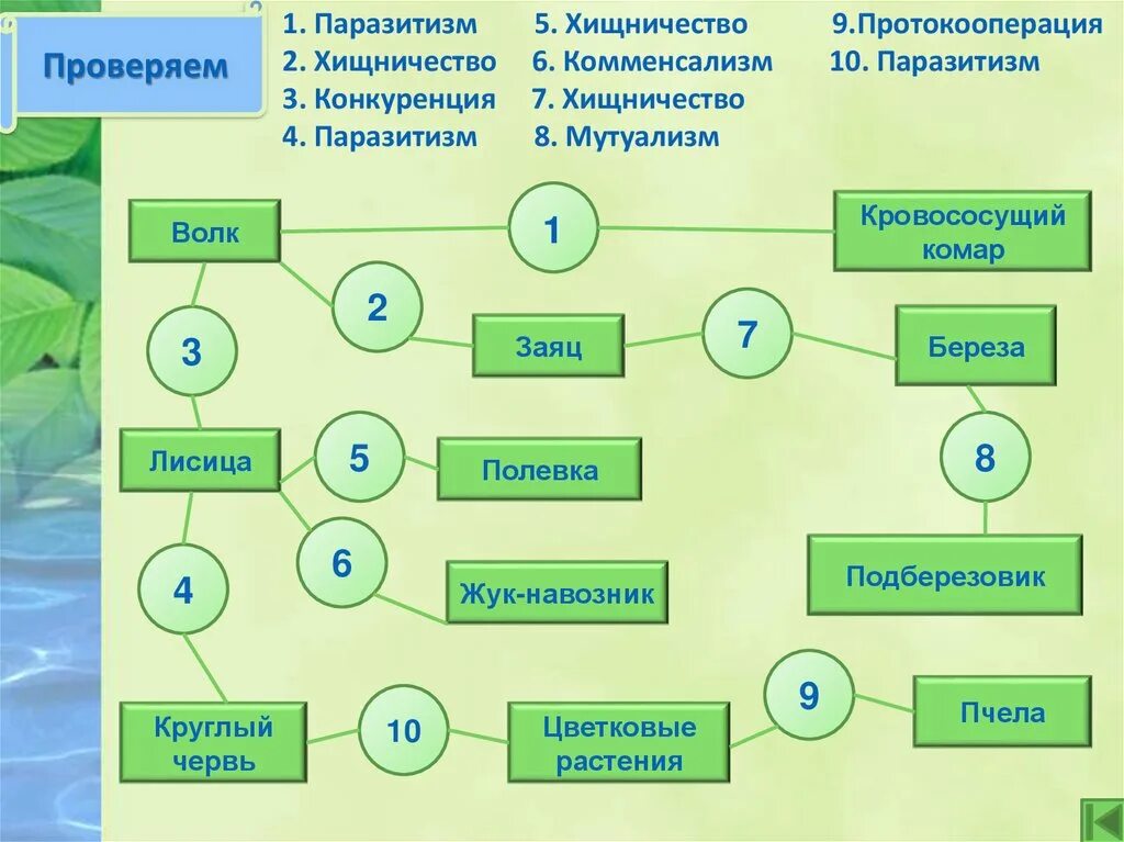 Связи друг с другом использовать. Типы взаимодействия между организмами схема. Типы взаимодействия в экосистеме. Взаимосвязи между живыми организмами. Типы взаимоотношений организмов схема.