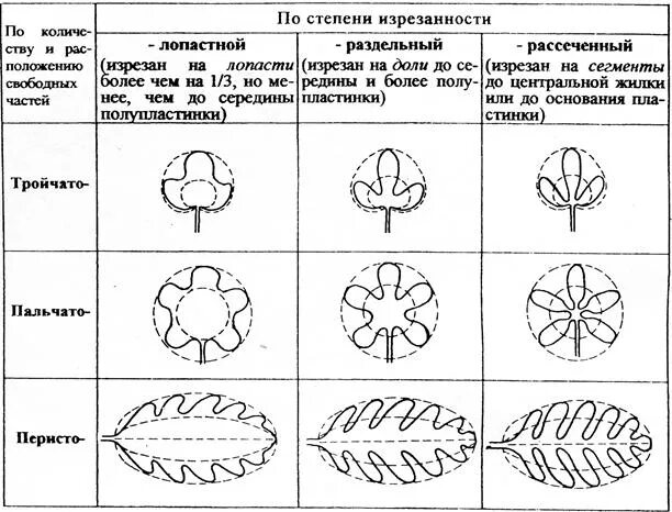 Сегменты листа. Изрезанность пластинки простого листа таблица. Изрезанности листовой пластинки формы. Типы изрезанности листовой пластинки. Степень изрезанности листовой пластинки.