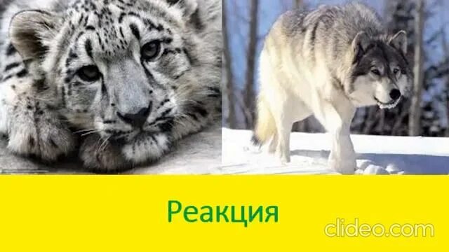 Барс против тигра. Снежный Барс против волка. Снежный Барс против волка кто сильнее.