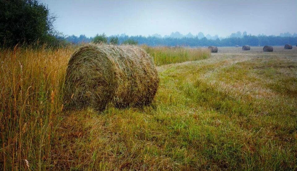 Сенокосные угодья Якутии. Сенокос в деревне. Сенокос Саха. Сенокос в Якутии. Сколько сена в стогу