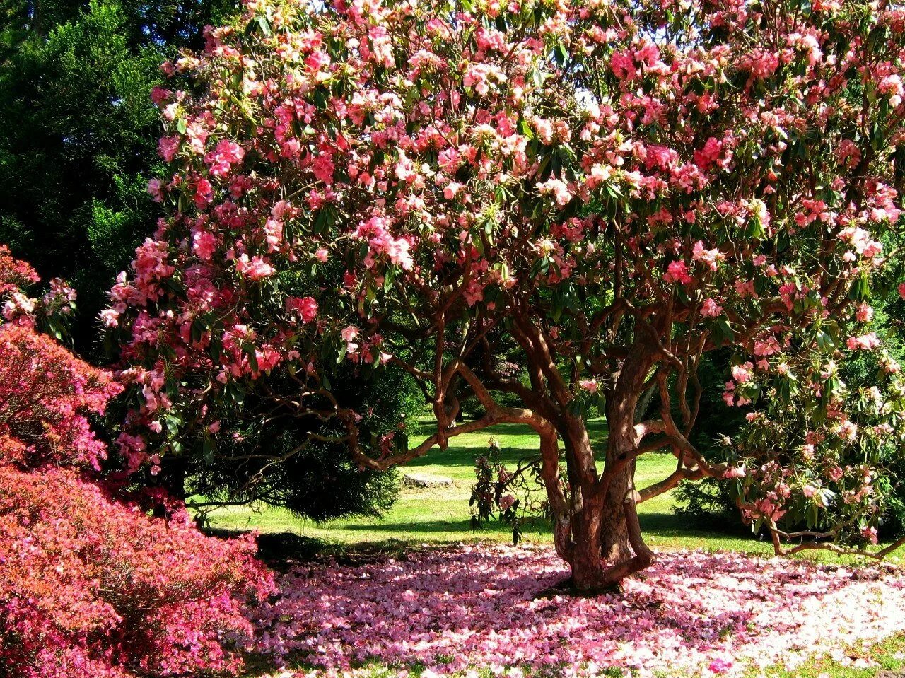 Сад лучшие деревья. Китайская яблоня куст. Красивоцветущие плодовые Карликовые деревья. Парк Шеффилд Гарден,природа,цветы,деревья,. Цветущие сады.