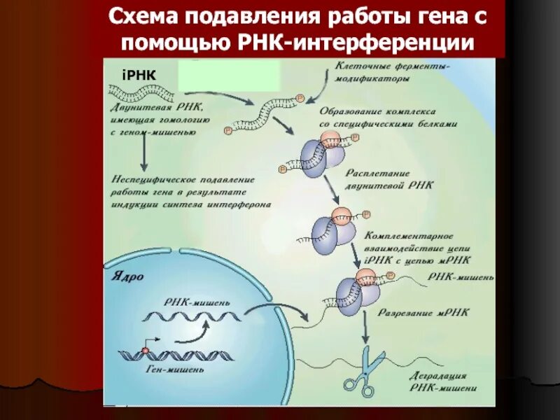 Работа гена. Работа гена. Регуляция работы гена. Работа гена. Регуляция работы генов.