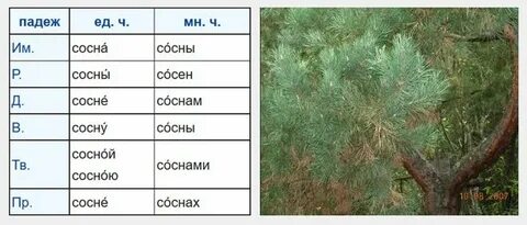 Сосну склонение