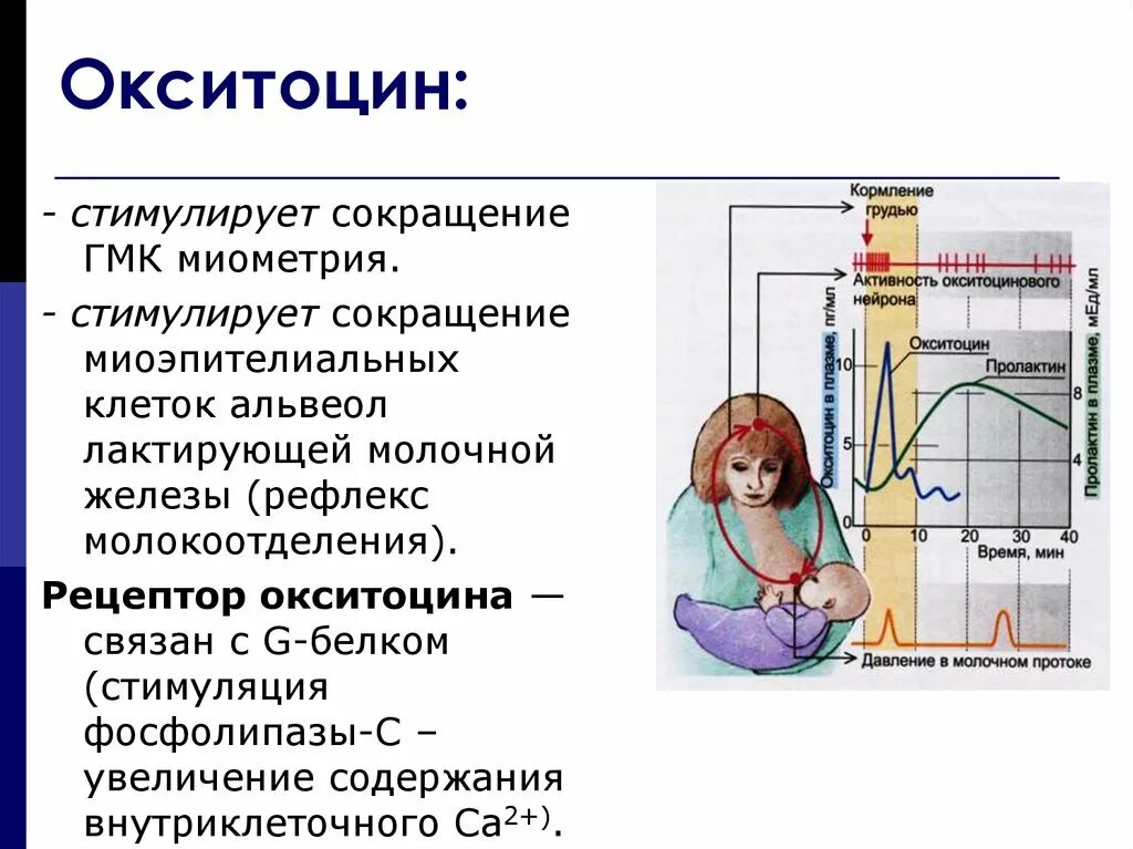 Выработка окситоцина. Окситоцин стимулирует. Рецепторы окситоцина. Окситоцин физиология. Окситоцин функции.