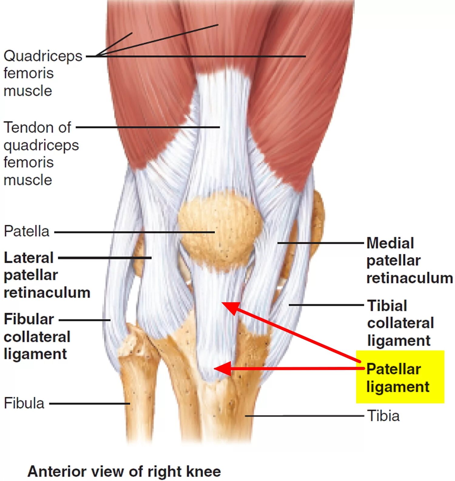 мышцы коленного сустава сзади. мышцы коленного сустава человека анатомия связки. мышцы коленного сустава анатомия. коленный сустав анатомия. мышцы и связки коленного сустава анатомия.