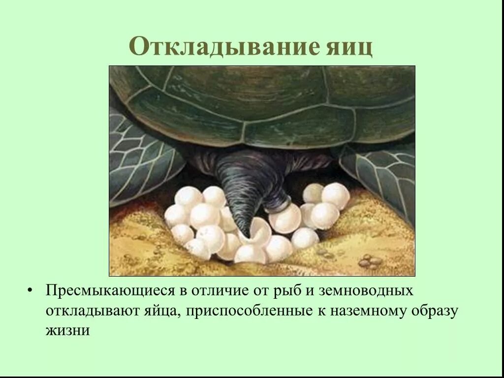Пресмыкающиеся черепаха на яйцах. Пресмыкающиеся откладывают яйца. Откладывание яиц пресмыкающихся. Отклпдввают яйца присмыкающие.