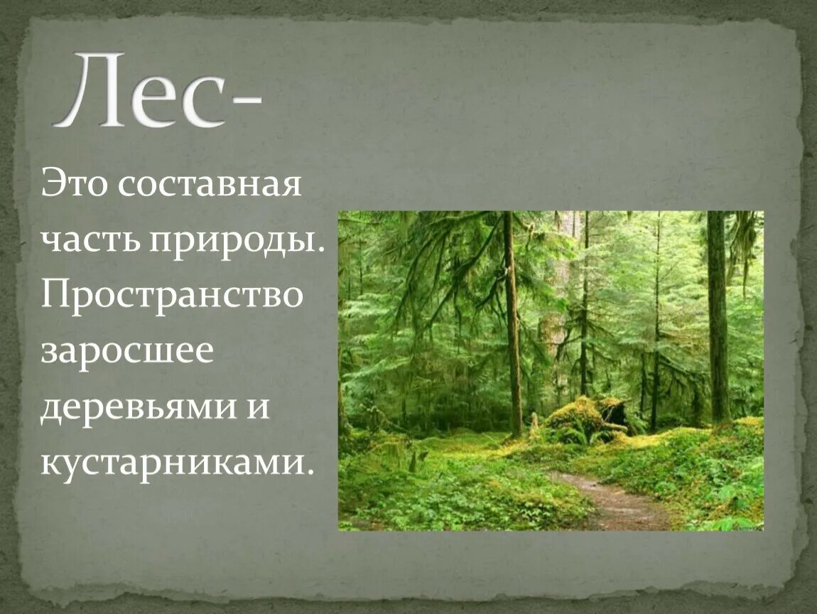 Природные зоны зона лесов 4 класс