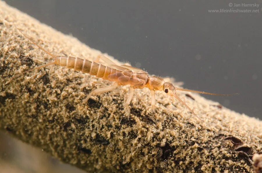 Личинки веснянок паразит редуцент. Веснянки (plecoptera) личинка. Perlodidae perlodes. Личинки веснянок паразит редуцент. Plecoptera личинки.