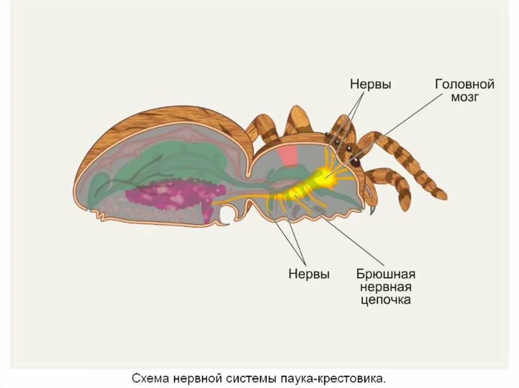 Зеленая железа функции