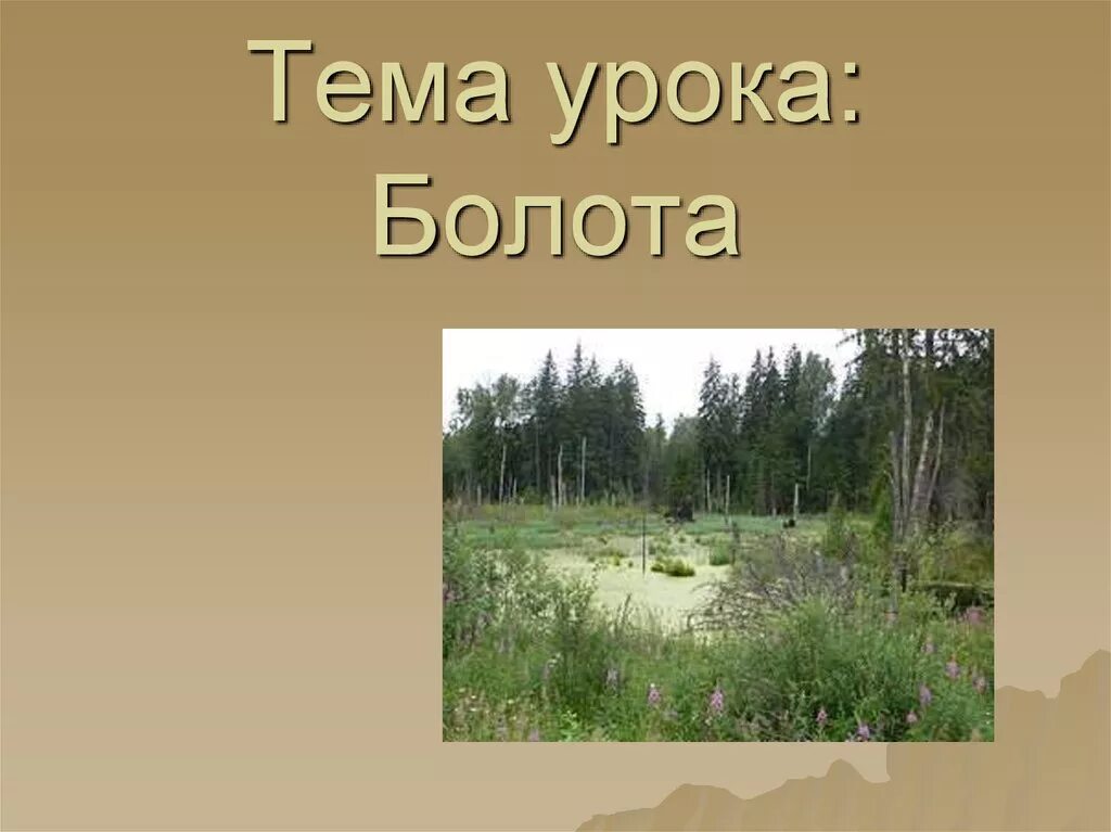 Болотная тема. Болото презентация. Презентация на тему болота. Доклад про болото. Слайд болото.