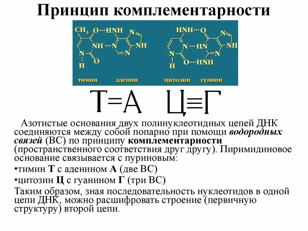 Водородные между азотистыми основаниями. Принцип комплементарности нуклеиновых кислот. Принцип комплементарности ЕГЭ биология. Комплементарность нуклеотидов ДНК И РНК. Принцип комплементарности биохимия белков.