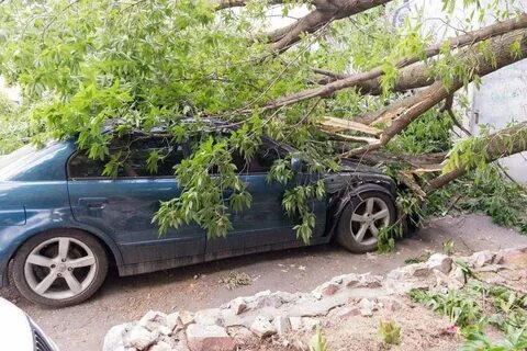 Машина под деревом