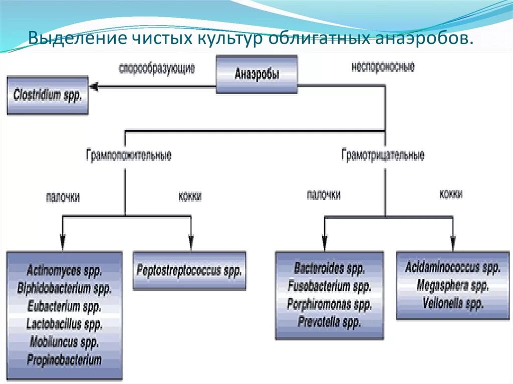 Классификация анаэробных бактерий. Классификация микроорганизмов анаэробных. Классификация бактерий аэробы анаэробы. Классификация бактерий схема аэробы анаэробы. Этапы анаэробных организмов