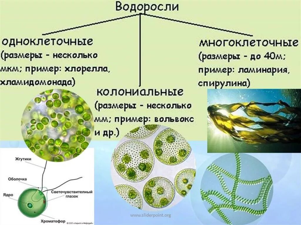 Общее строение водорослей. Зеленые водоросли одноклеточные колониальные многоклеточные. Одноклеточные водоросли 6 класс биология. Одноклеточные водоросли 5 класс биология. Водоросли 7 класс биология.