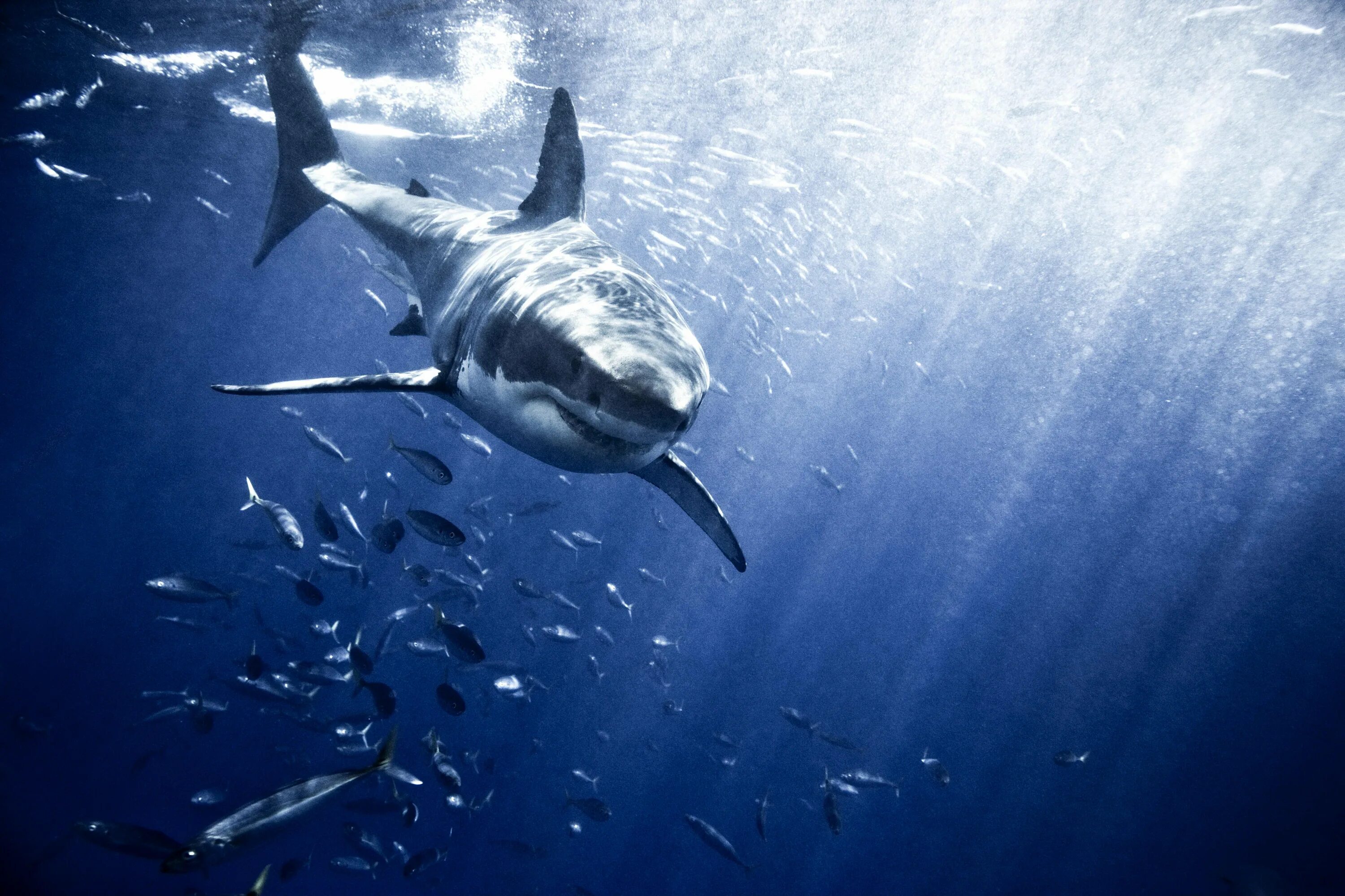 Акула. Carcharodon carcharias. Акула вид сверху. Акула в воде. Акула в воде.