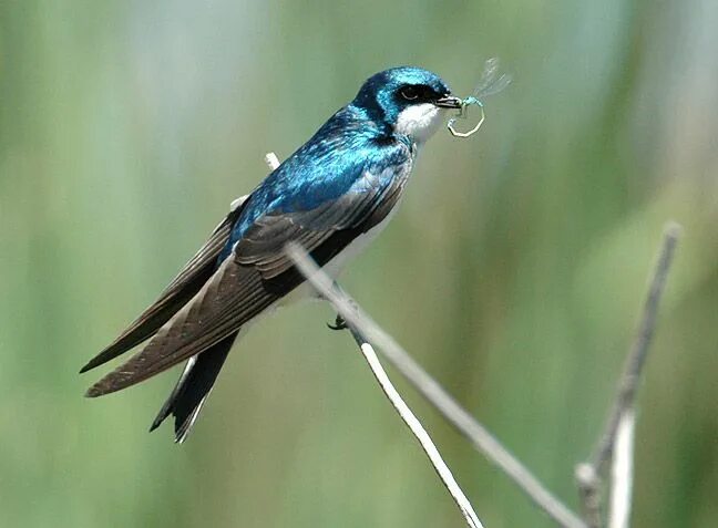 Насекомоядные птицы это. Насекомоядные птицы Ласточка. Семейство Ласточковые – Hirundinidae. Ласточковые Воробьинообразные. Синяя Ласточка.
