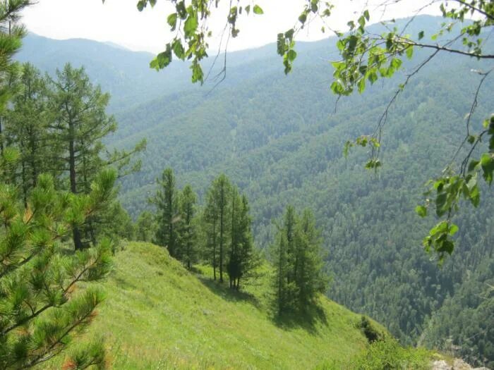 Дневник республика алтай. Урочище верх-Куюм. Республика Алтай, Чемальский район, урочище верх-Аюла. Верх Куюм Республика Алтай. Урочище верх Аюла.