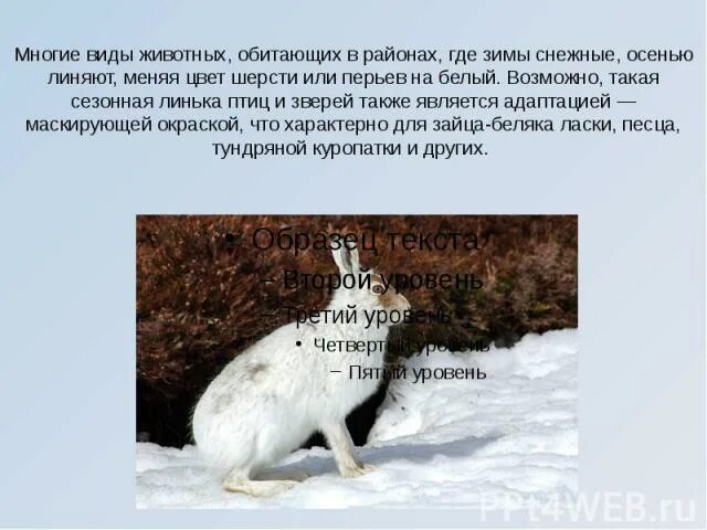 Расскажи о животном обитающем в твоем регионе. Сезонная линька адаптация. Заяц Беляк периодически линяет изменяя окраску шерсти это. Рассказать о каком либо животном обитающем в вашем регионе.