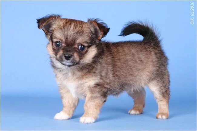 щенок чихуахуа длинношерстный 2 месяца. мексиканский чихуахуа длинношерстный. щенки чихуахуа длинношерстные. щенок чихуахуа соболиный длинношерстный. чепрачные щенки чихуахуа.