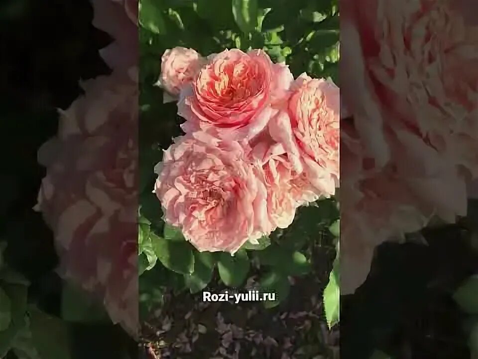 Французские розы видео. Французские розы видео. Французские розы видео. Французские розы видео. Французские розы видео.