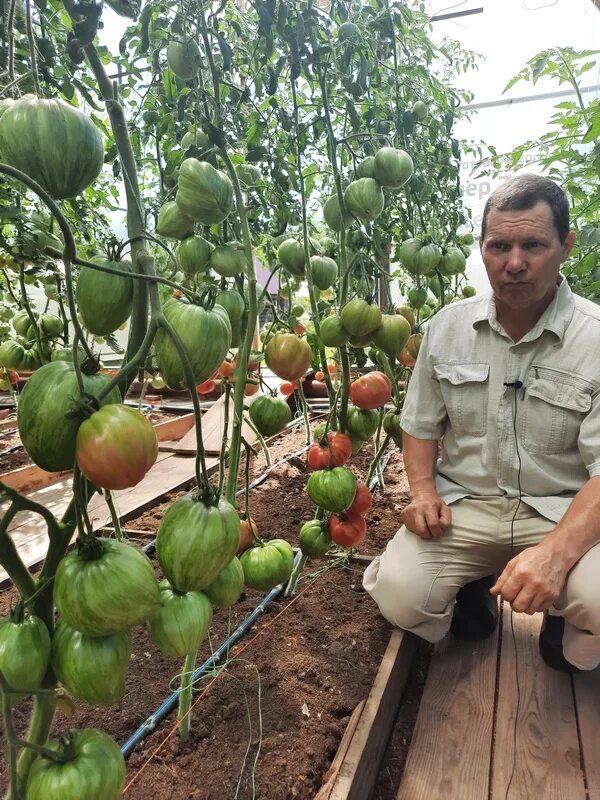 Томат алые зори. Семена помидор сорт валвирин. Помидоры амурские зори. Алая зорька томат. Томат алая заря.