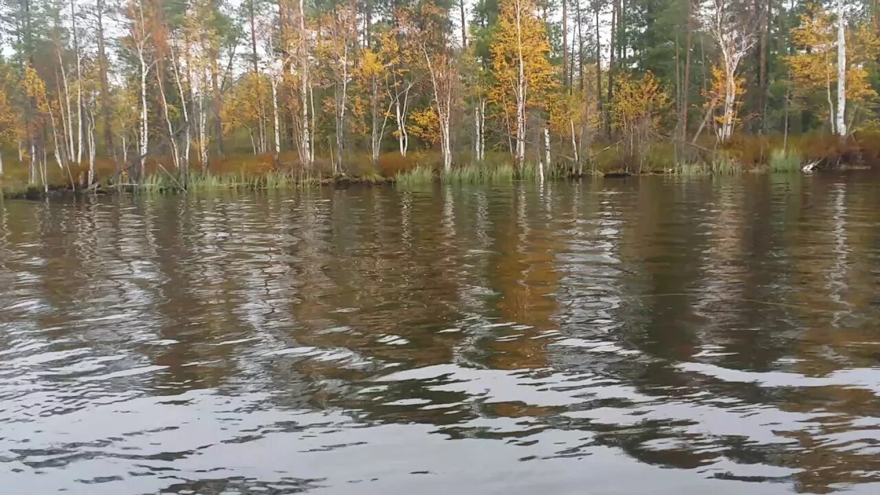 Озеро тюмень рыбалка. Озеро большой Нарык Тюмень. Озеро большой Нарык Тюмень рыбалка. Озеро большое Тарманское Тюмень. Тарманы Тюмень озеро.