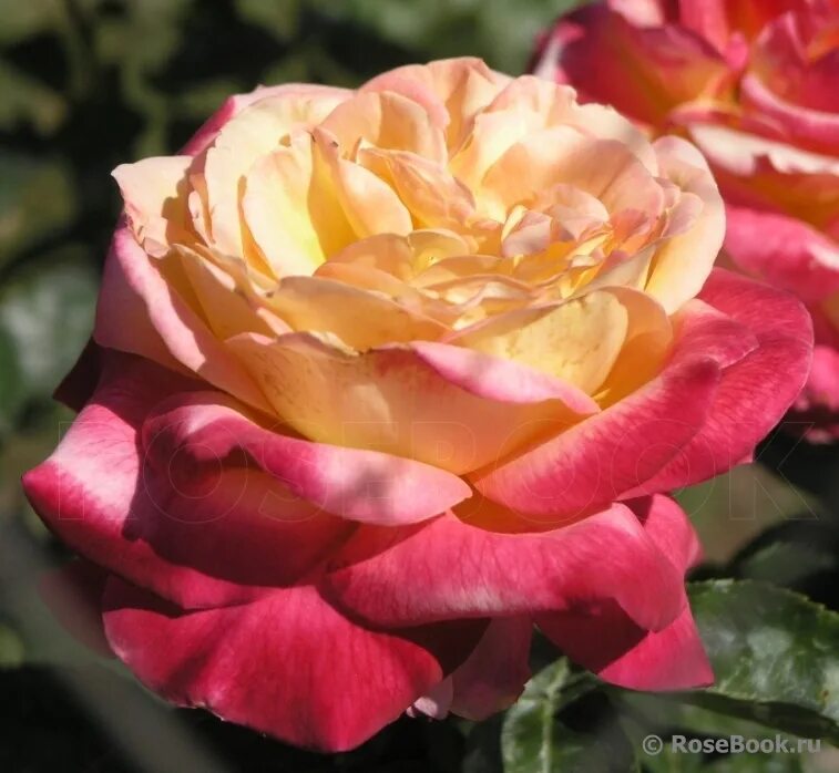 Роза pullman-orient-express. Пульман ориент экспресс. Rose express. Rose express. Роза ориент экспресс чайно-гибридная.