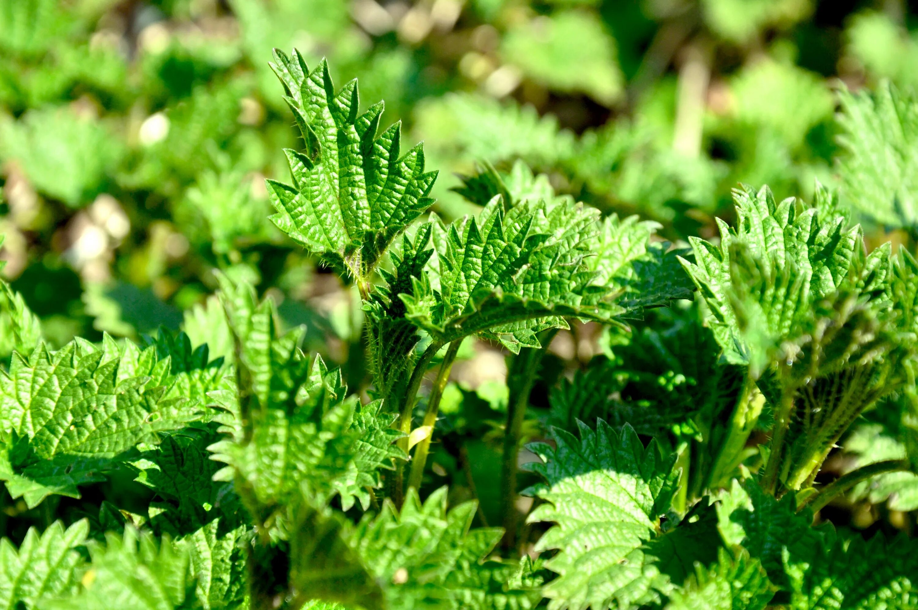 Крапива обитание. Крапива двудомная. Крапива двудомная (Urtica dioica). Крапива Киевская (Urtica Kioviensis). Крапива жгучая (Urtica urens).