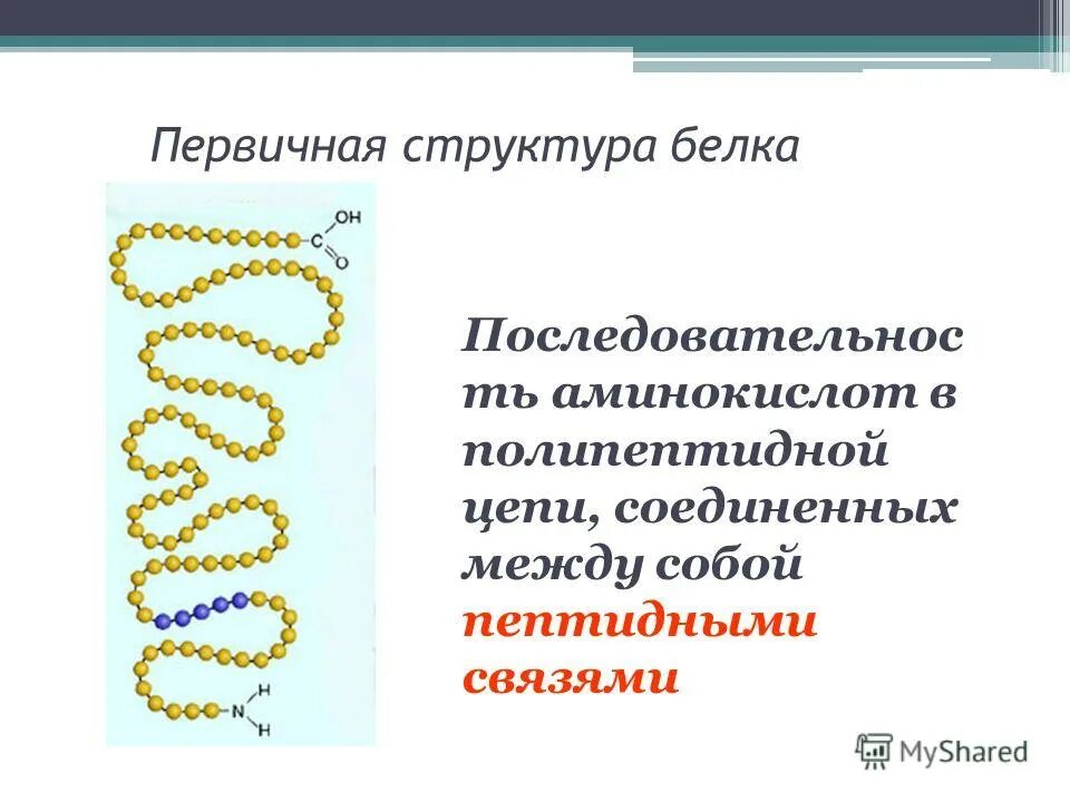 Белки сложные соединения