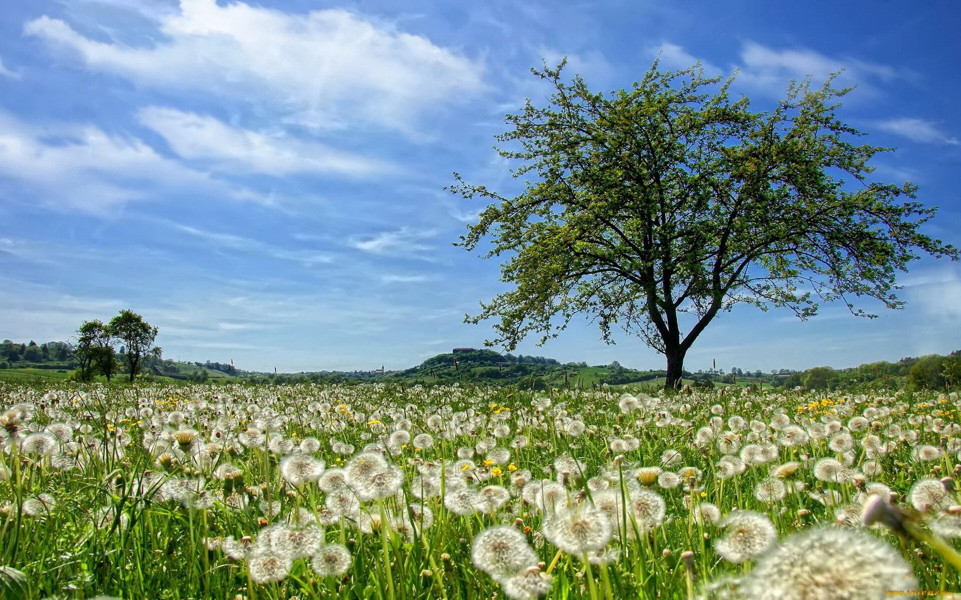 Dandelion field