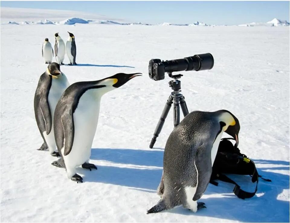 Три пингвина завтра. Императорский Пингвин в Антарктиде. Королевский Пингвин в Антарктиде. Фото пингвинов в Антарктиде. Смешные пингвины.