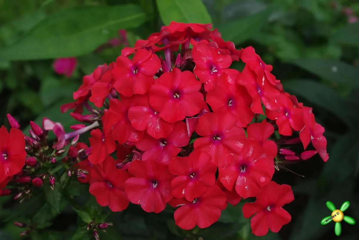 флокс метельчатый мисс мэри. флокс мари. флокс grenadine dream (гренадин дрим). флокс мари. флокс метельчатый малиновый.