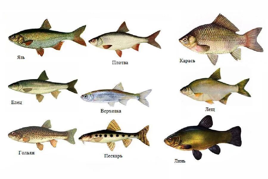 Название пород рыб. Отряд Карпообразные представители. Семейства карпообразных. Речная рыба семейства карповых. Семейство карповые представители.