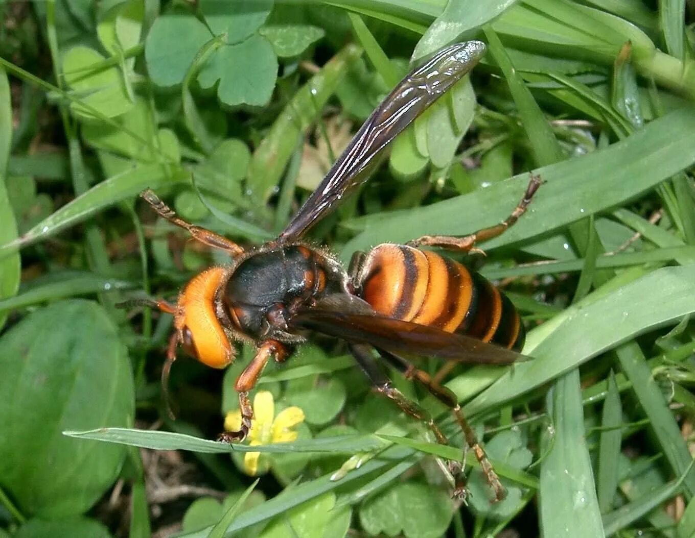 Vespa mandarinia Шершень. Азиатский Шершень Vespa mandarinia -. Шершень Vespa velutina. Шершень судзумэбати. Большая оса как называется