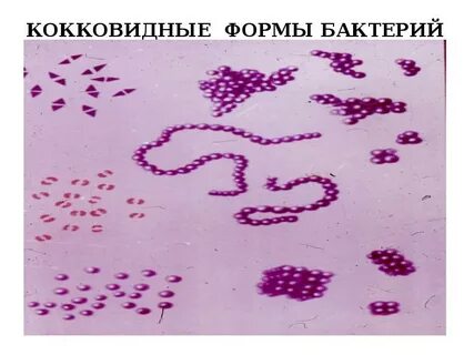 Тест бактерии 7 класс