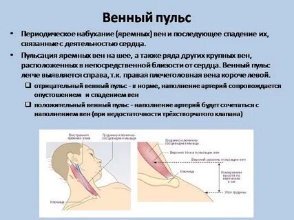 Тон пульс