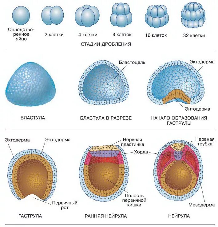 Эмбриональный период этапы схема. Эктодерма энтодерма мезодерма бластула гаструла. Морула бластула гаструла. Зигота бластомеры бластула гаструла.