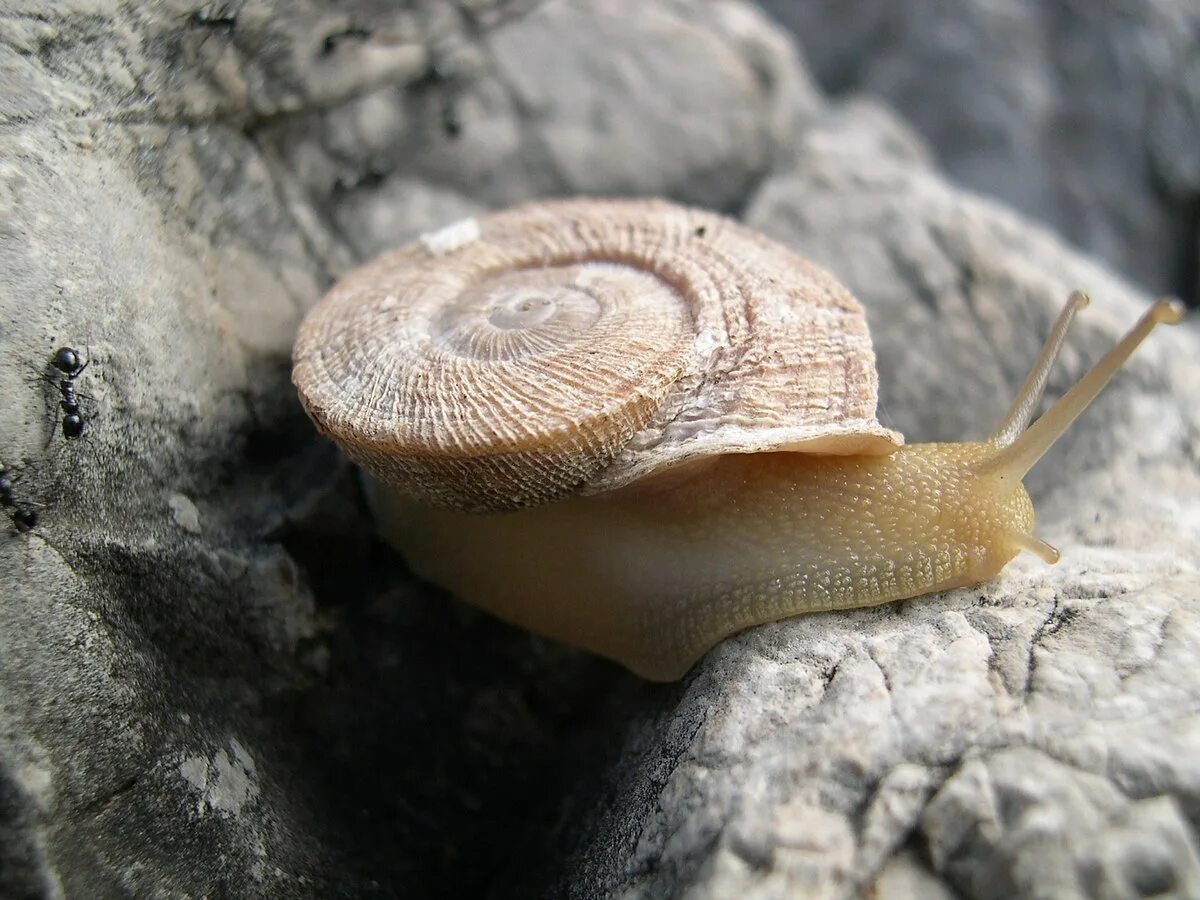 Брюхоногие моллюски. Улитка Priotrohatella stellata. Сухопутные брюхоногие моллюски. Брюхоногие моллюски нотодорис. Род брюхоногих моллюсков